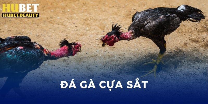 Đá Gà Cựa Sắt - Tham Gia Cá Cược Với Trận Chiến Nảy Lửa