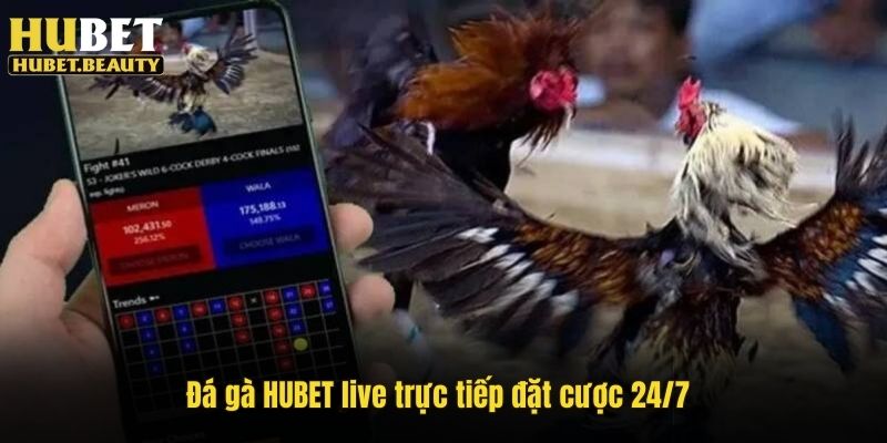 Đá gà HUBET live trực tiếp đặt cược 24/7